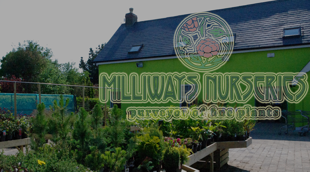 Rosslare garden center  centre Milliways garden bargains Rosslare strand plants coastal shrubs trees, seeds, bulbs, pottery Irish wexford cafe japanese food irish grown plants hanging baskets house plants bulbs trees seaside surf shop giftsware gifts